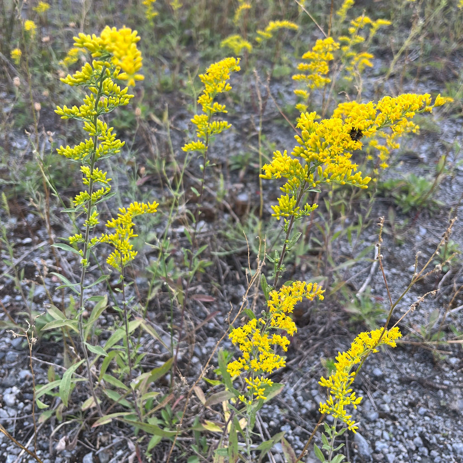 Semences - Verge d'or des bois Akène, culture forestière