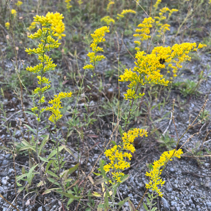 Semences - Verge d'or des bois Akène, culture forestière