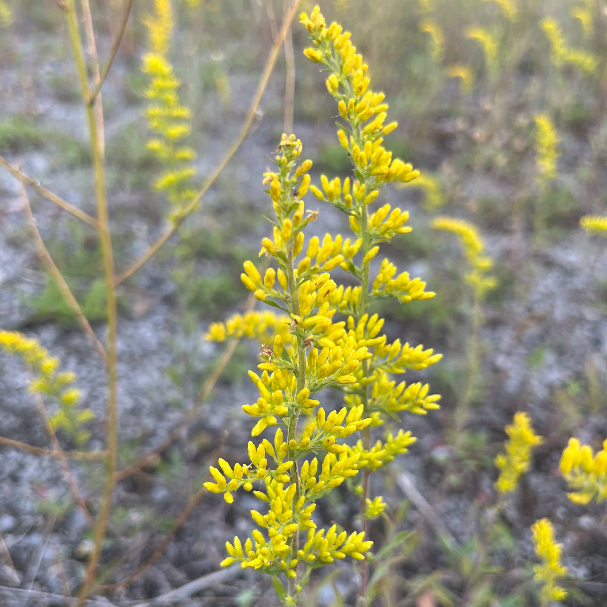 Semences - Verge d'or des bois Akène, culture forestière