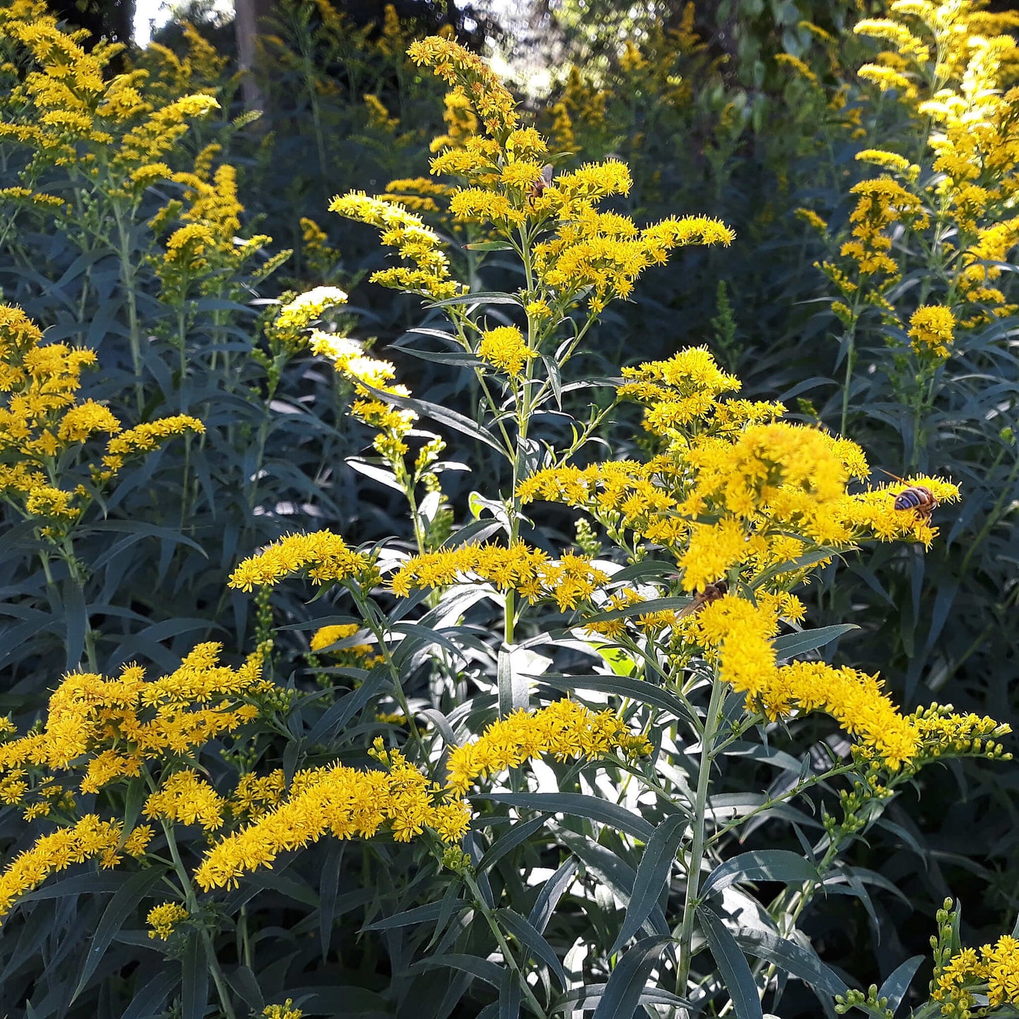 Semences - Verge d'or des bois Akène, culture forestière