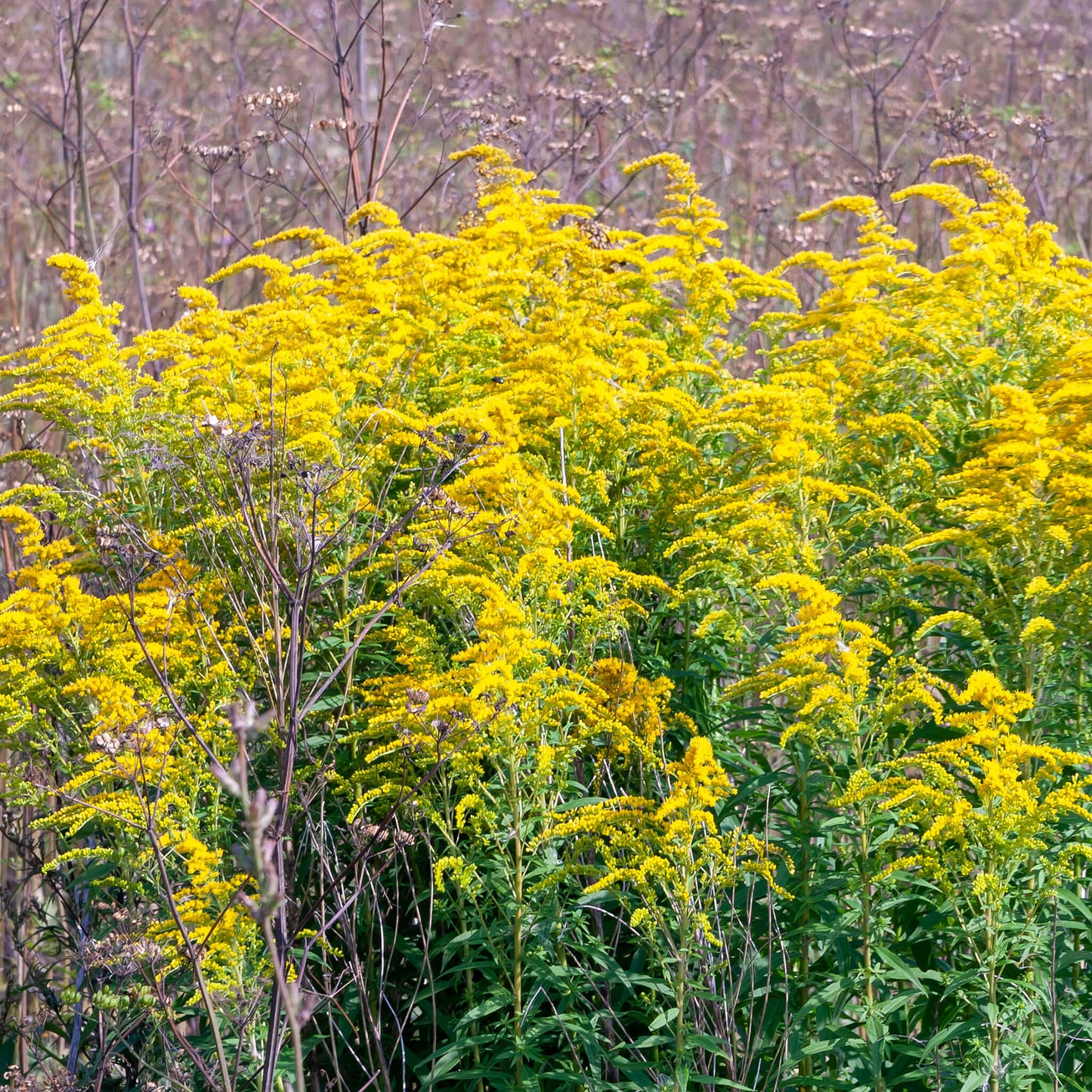 Semences - Verge d'or des bois Akène, culture forestière