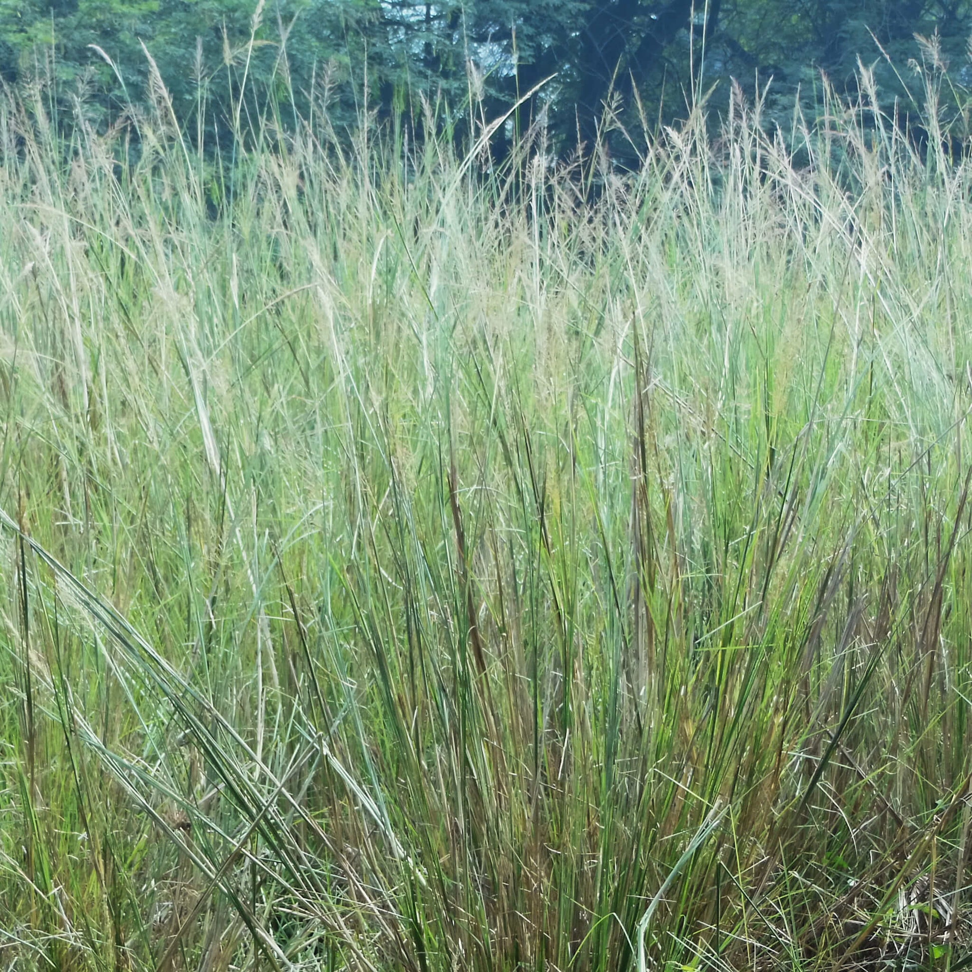 Semences - Faux-sorgho penché Akène, culture forestière