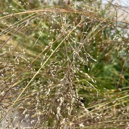 Semences - Sporobole à glumes inégales Akène, culture forestière