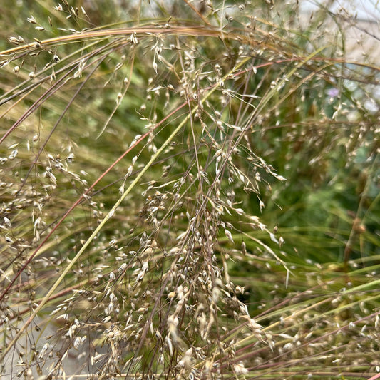 Semences - Sporobole à glumes inégales Akène, culture forestière