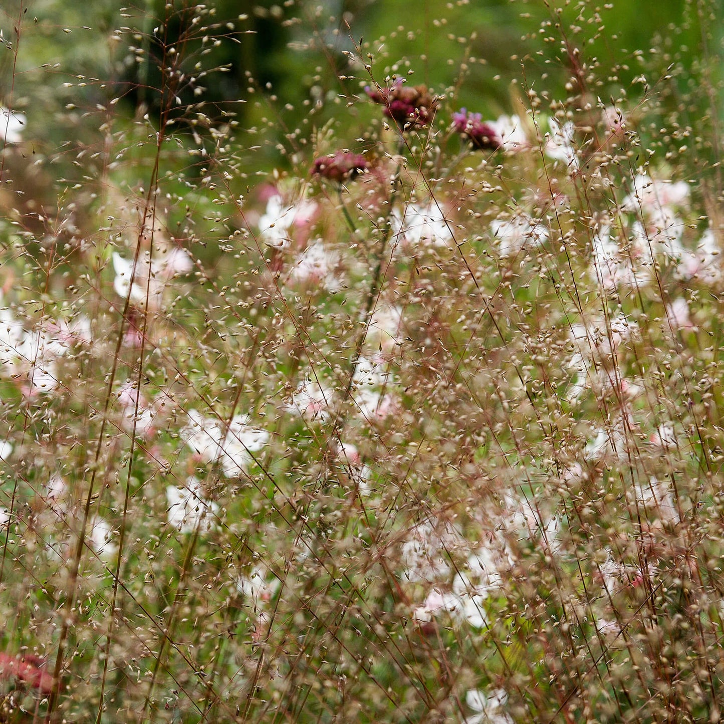 Semences - Sporobole à glumes inégales Akène, culture forestière