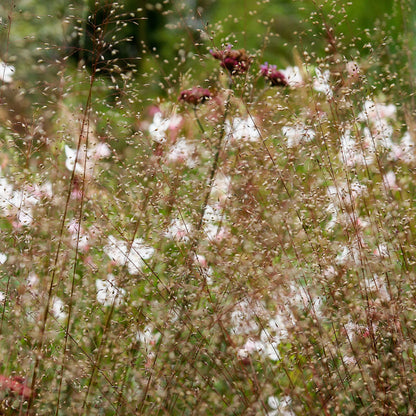 Semences - Sporobole à glumes inégales Akène, culture forestière