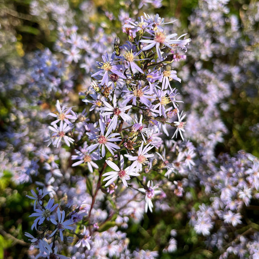 Semences - Aster à feuilles cordées Akène, culture forestière