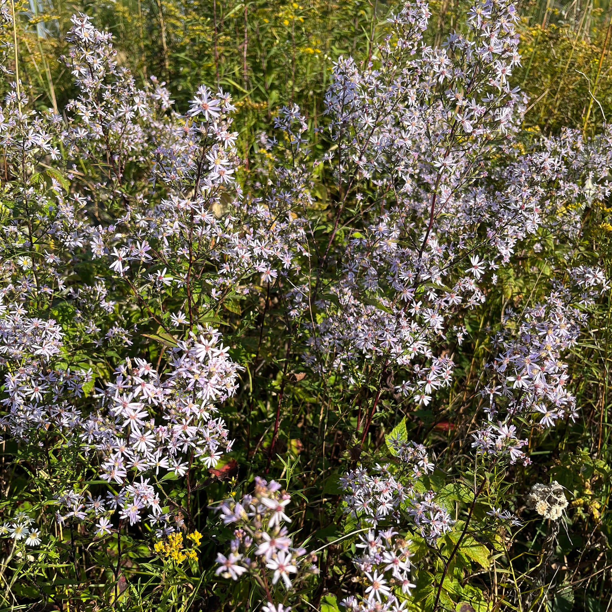 Semences - Aster à feuilles cordées Akène, culture forestière
