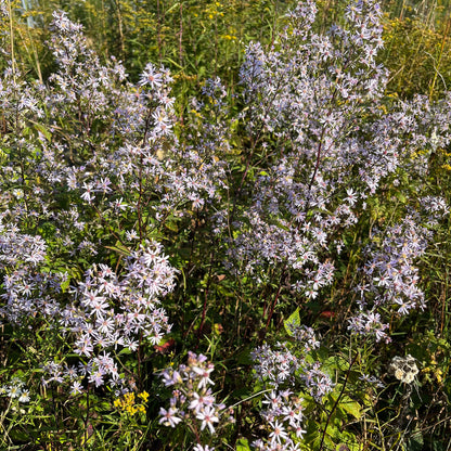 Semences - Aster à feuilles cordées Akène, culture forestière