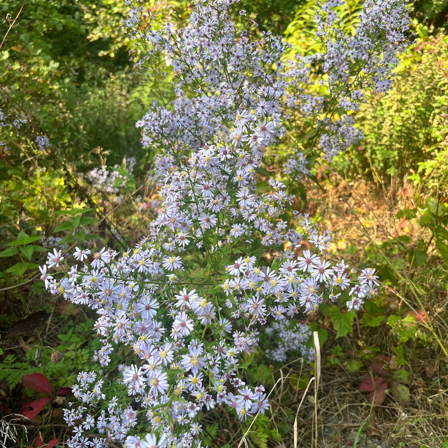 Semences - Aster à feuilles cordées Akène, culture forestière