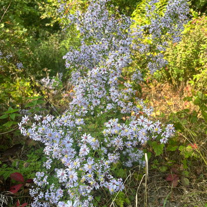 Semences - Aster à feuilles cordées Akène, culture forestière