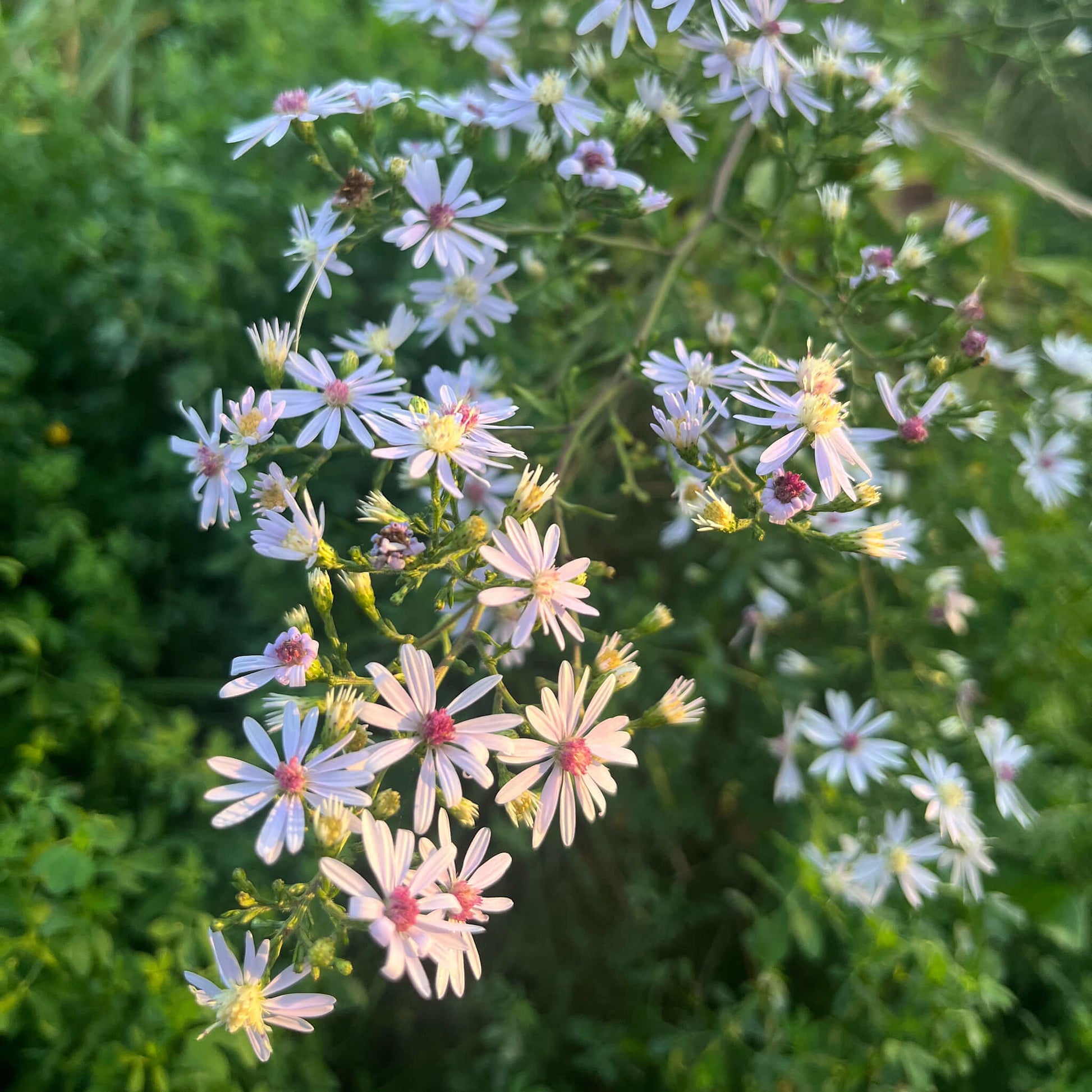 Semences - Aster à feuilles cordées Akène, culture forestière