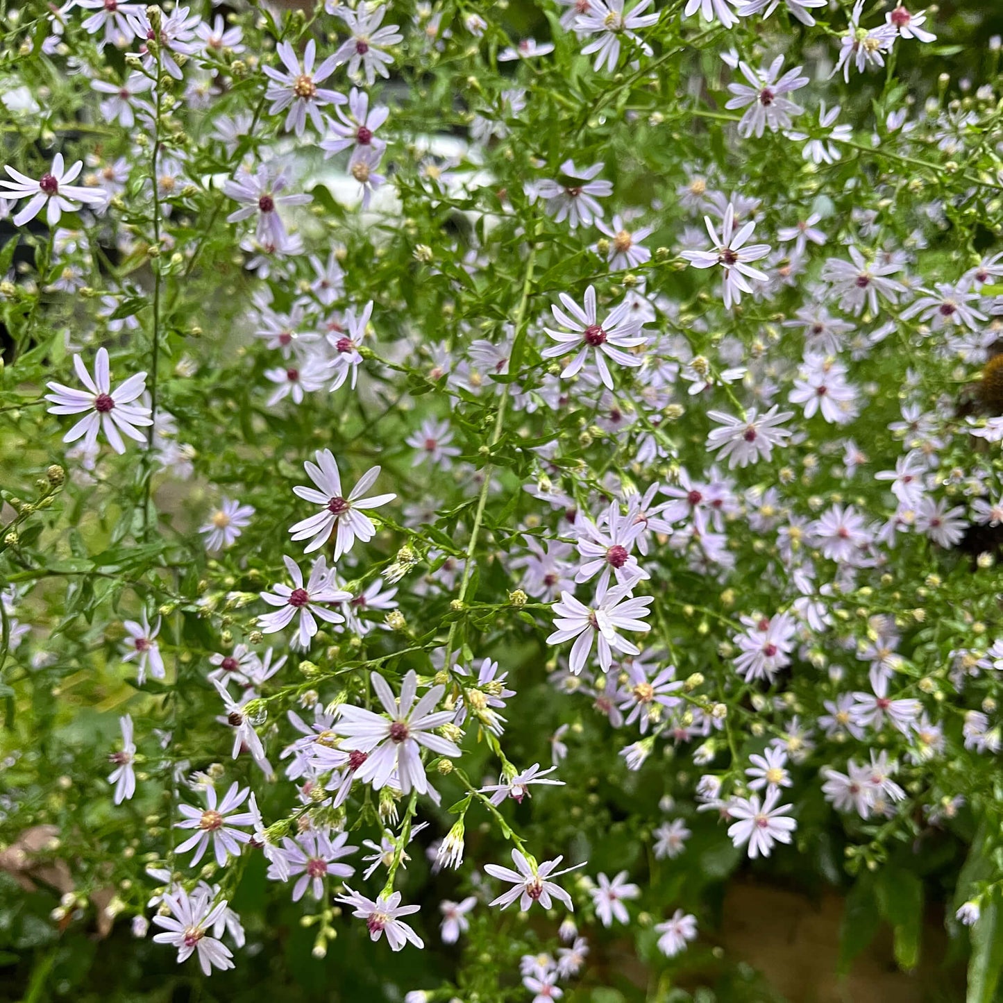 Semences - Aster à feuilles cordées Akène, culture forestière
