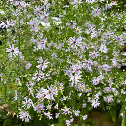 Semences - Aster à feuilles cordées Akène, culture forestière