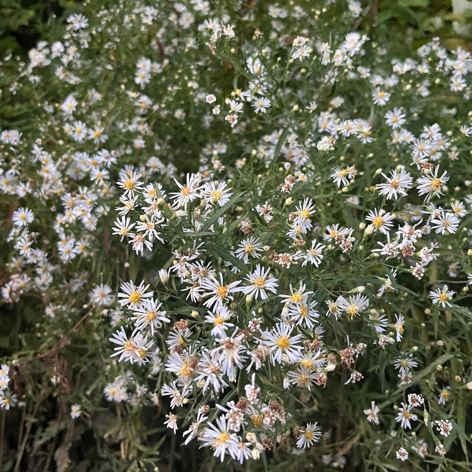 Semences - Aster lancéolé Akène, culture forestière