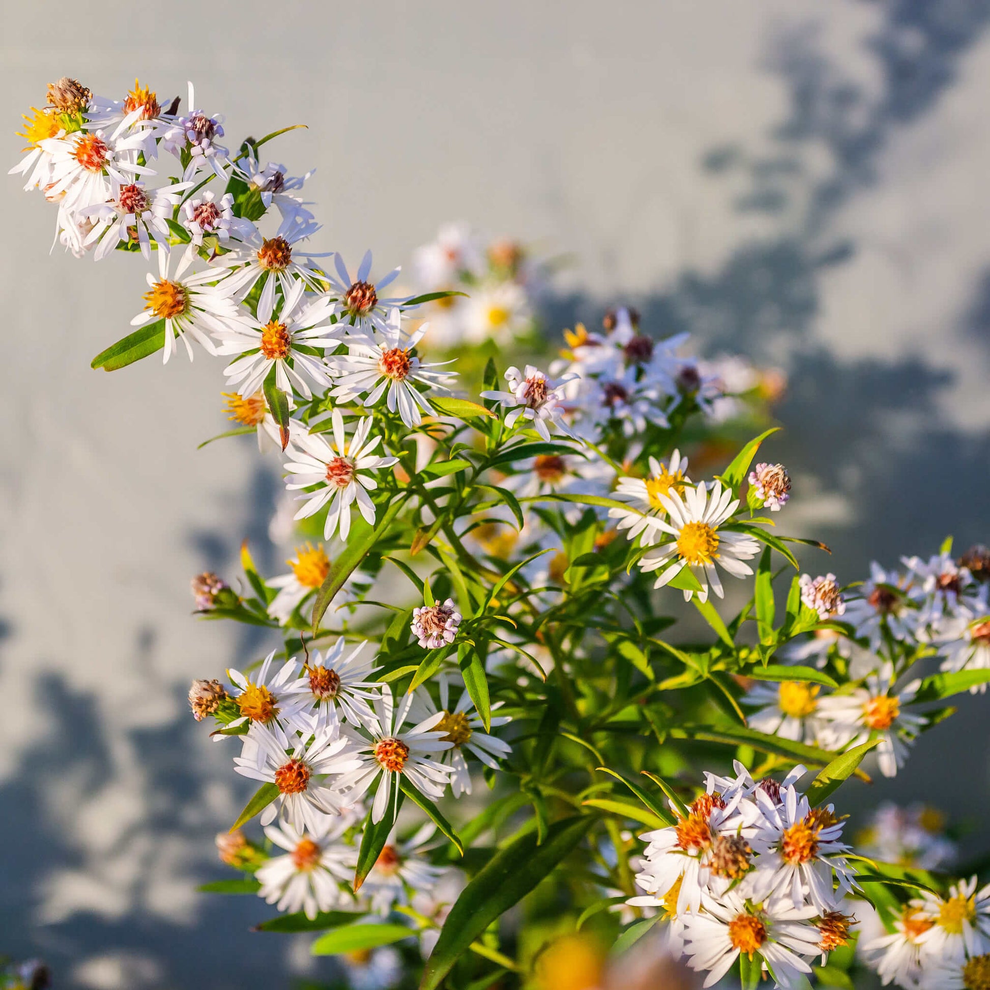 Semences - Aster lancéolé Akène, culture forestière