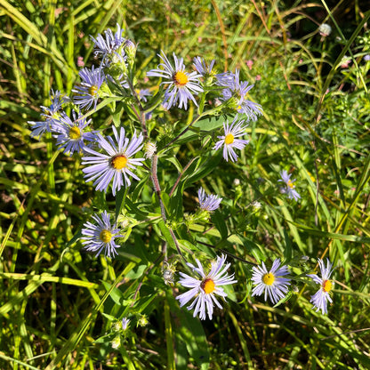 Semences - Aster ponceau Akène, culture forestière