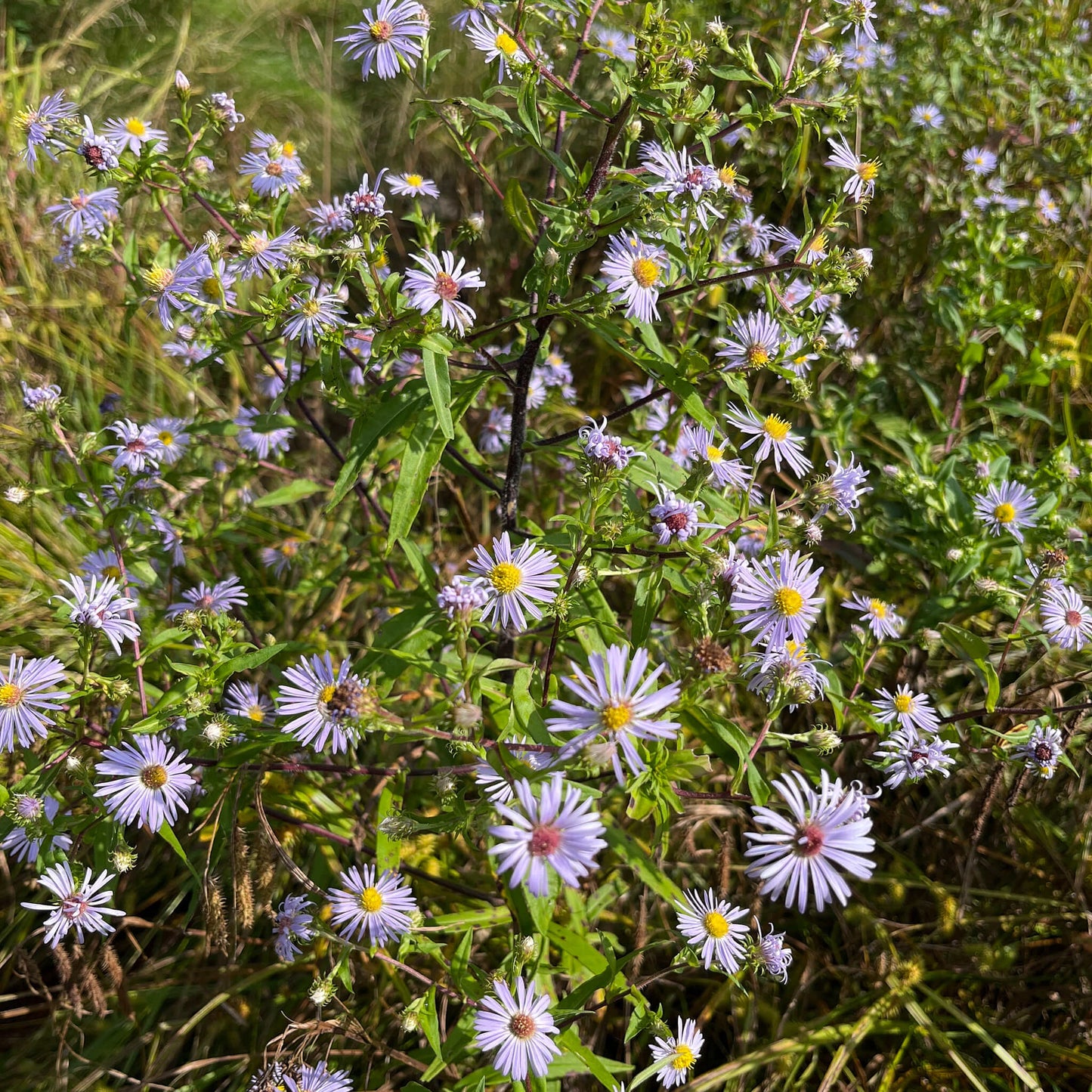 Semences - Aster ponceau Akène, culture forestière