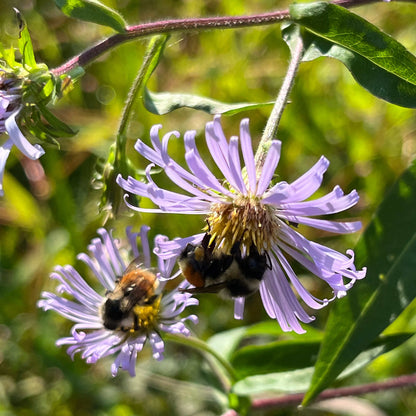 Semences - Aster ponceau Akène, culture forestière