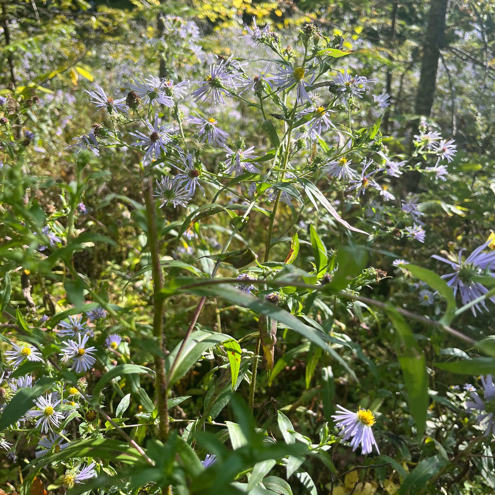Semences - Aster ponceau Akène, culture forestière