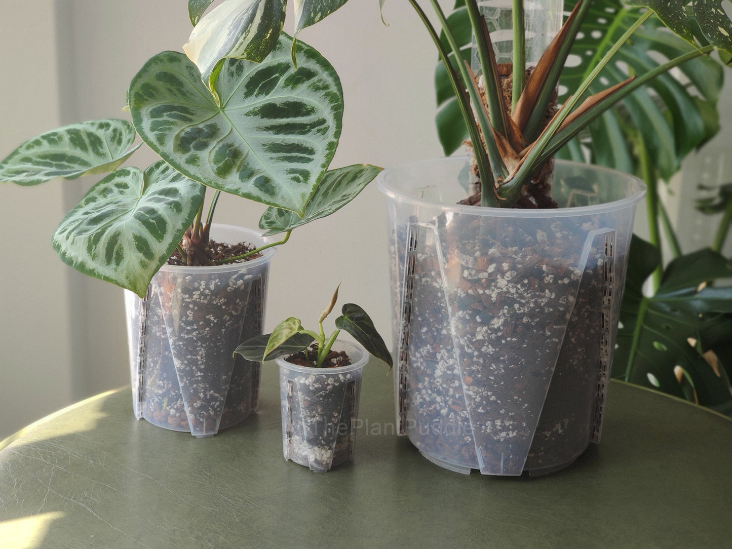 Tall Clear Plant Pot - High Drainage And Sturdy Design The Plant Puddle