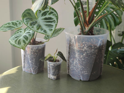 Tall Clear Plant Pot - High Drainage And Sturdy Design The Plant Puddle