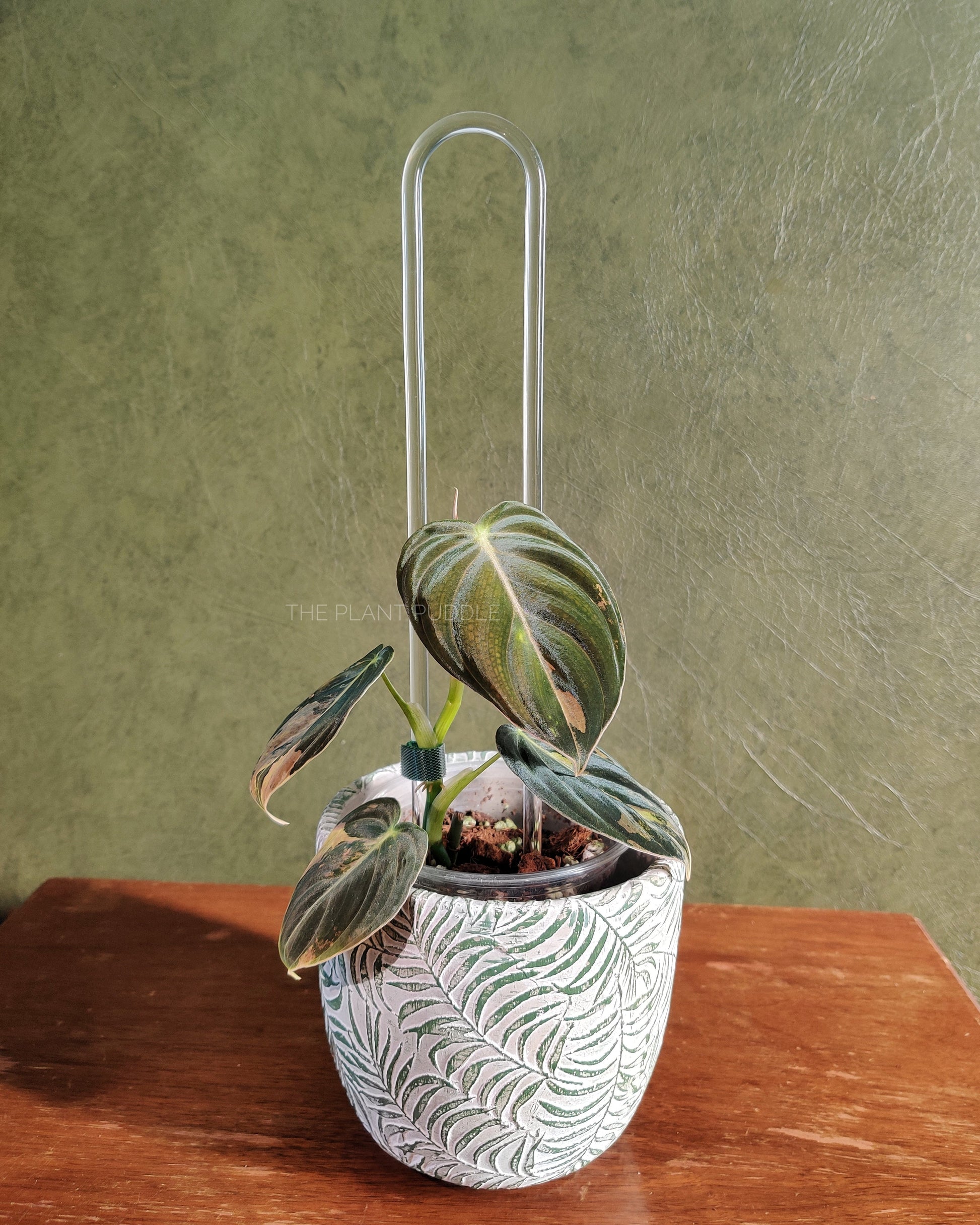 U-Shaped Trellis - Super Clear, Removeable Anchors The Plant Puddle
