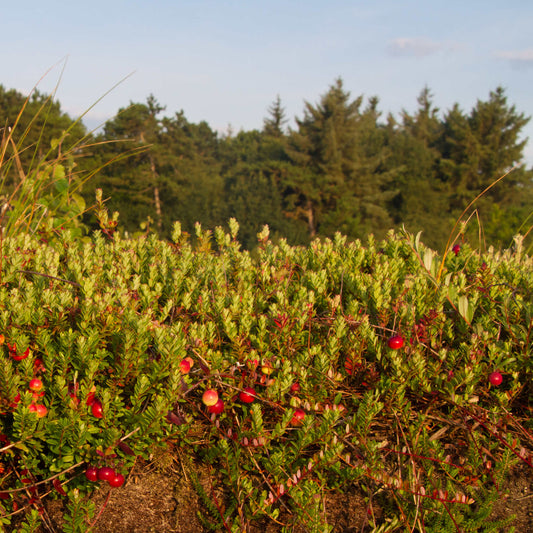 Semences - Canneberge à gros fruits Akène, culture forestière