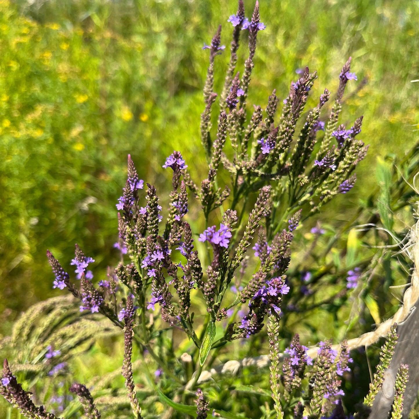 Semences - Verveine hastée Akène, culture forestière