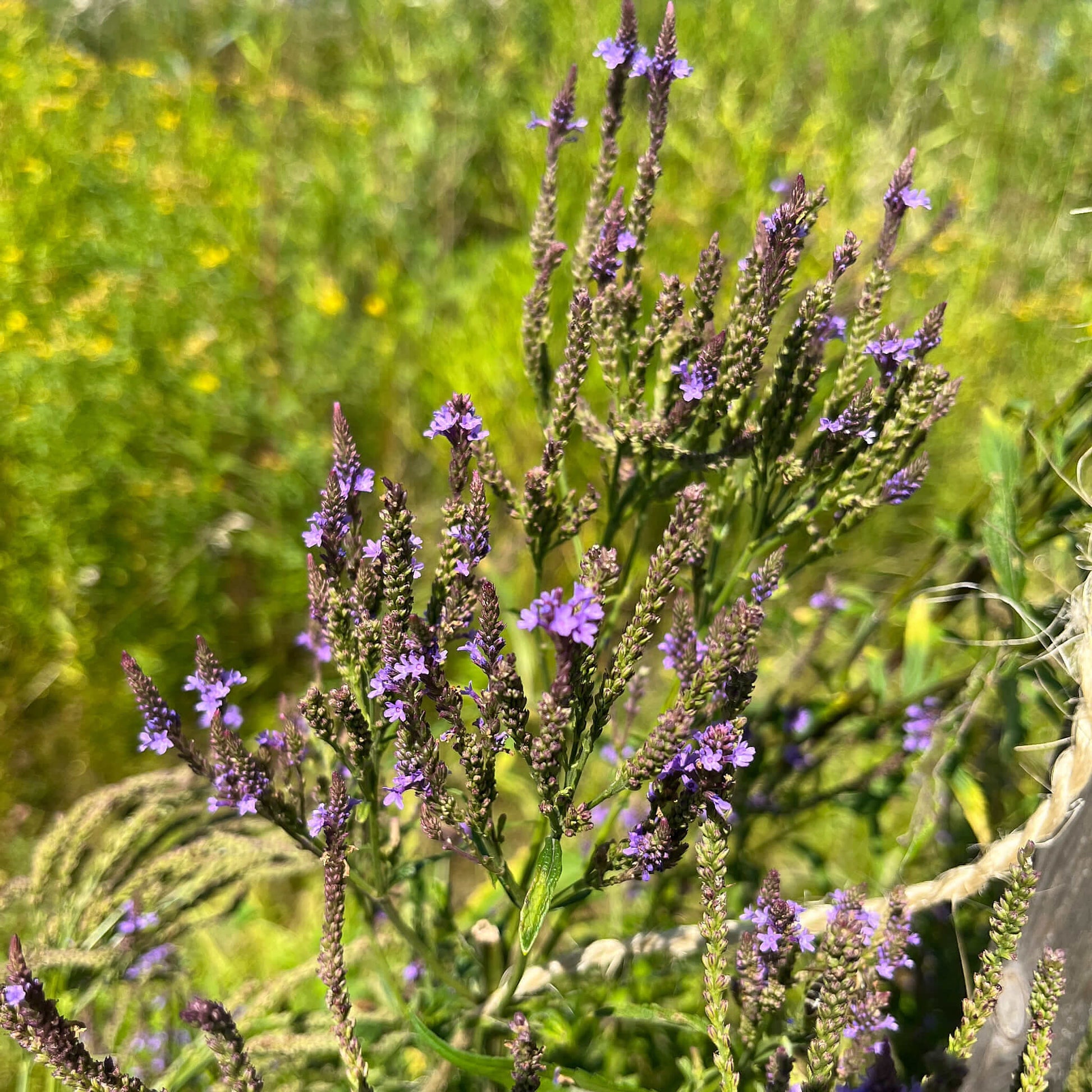 Semences - Verveine hastée Akène, culture forestière