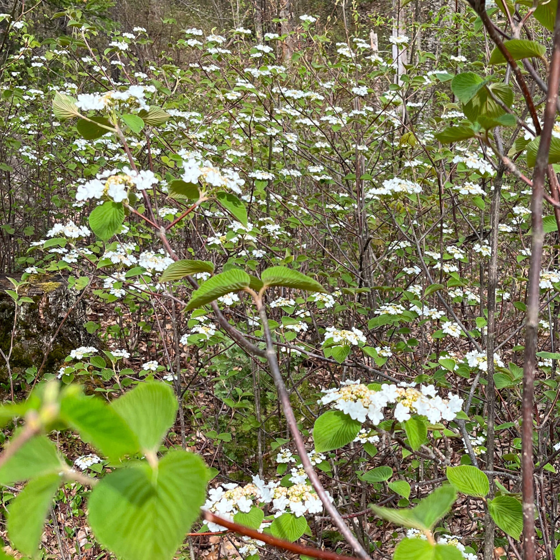 Semences stratifiées - Viorne bois d'orignal Akène, culture forestière