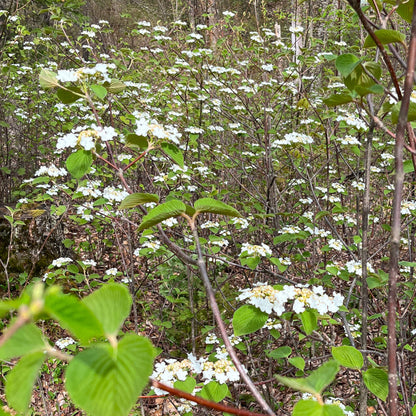 Semences stratifiées - Viorne bois d'orignal Akène, culture forestière