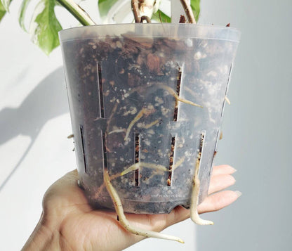 Aroid Potting Mix - Chunky and Soilless, Ready To Use The Plant Puddle